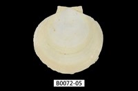 藏品(臺灣日月蛤)的圖片